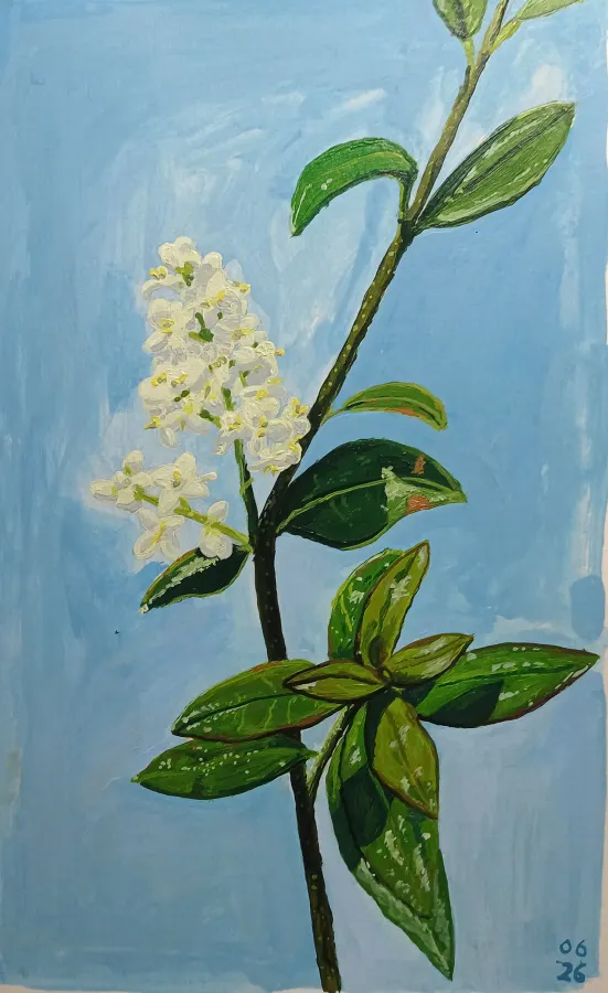 Gewöhnlicher Liguster, Acryl in Skizzenbuch, 2026